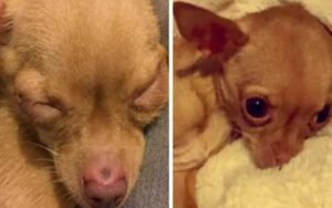 Donna vede piccolo chihuahua su Internet, preoccupata decide di cambiare la sua vita