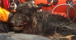 “Erano passati 5 giorni da quando il nostro cane era scappato, eravamo disperati. Non avevamo idea di dove fosse finito, poi la chiamata: avevano ripescato il nostro Storm in alto mare. Ma come ci era finito lì? Solo dopo abbiamo saputo ciò che era successo…”