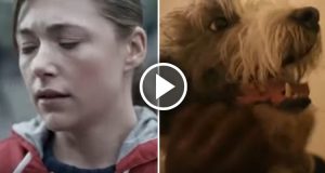 È stato eletto il gatto più bello del mondo. Guardate le splendide immagini, sicuramemte sarete d’accordo.