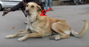 “Lui sembrava un cane normale… ma aveva un particolare che lo differenziava dagli altri cani ed è stato proprio quel particolare a renderlo speciale negli occhi di nostra figlia Sapphire”