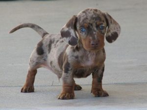 L’uomo aveva un cartello con scritto “Cane in Canile! Aiutatemi”. Dovevo fermarmi e sono felice di averlo fatto…