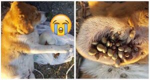 CONDIVIDETE!!! Serve AIUTO per Zecchetto… è solo un cucciolo di soli 3 mesi… era legato a un albero con una corda di plastica. Volevano farlo morire lentamente e con tanta sofferenza. Quando è stato trovato dai volontari Zecchetto ha fatto una cosa che nessuno si aspettava: ha cominciato a…