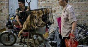 Lo sappiamo che è difficile, non mostreremo immagini eccessive, fa male anche a noi. Ma c’è una cosa che possiamo fare, entrate e firmate, Mark avrà più numeri da presentare alla commissione per chiedere lo STOP al macello di cani in Cina.