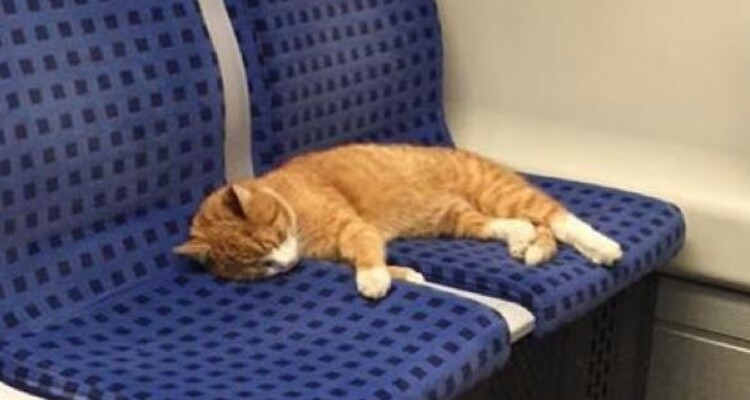 “Sono salito sul treno e al mio posto c’era lui…un adorabile micio che sonnecchiava dolcemente…gli ho fatto una foto e l’ho postata…è così che ho scoperto che…”