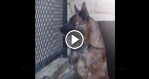 Cerberus è un cane Alfa e per questo è necessario sopprimerlo dopo un certo periodo….essere Alfa equivale ad una condanna a morte là dentro!