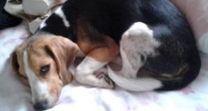 “Siamo scappati dalla Siria quando la nostra casa è stata distrutta dalle bombe. Credevamo di aver perso il nostro cane Fox per sempre ma…”