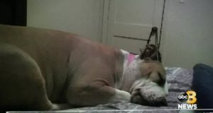 “Quella cagnolina veniva a casa, abbaiava e correva avanti e indietro… mi ha fatto insospettire e l’ho seguita. Così ho scoperto il motivo delle sue ripetute visite”