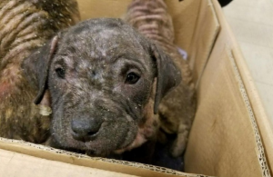 “Non la voglio. È un cane disabile. Non voglio complicarmi la vita. Che ci faccio con un cane sordo?” Erano queste le risposte che ricevevo quando cercavo di far adottare Rosie… Ma, alla fine, mi è venuta un’idea geniale… sapevo come far uscire questa dolcissima cagnolina dal canile… Ero euforica!