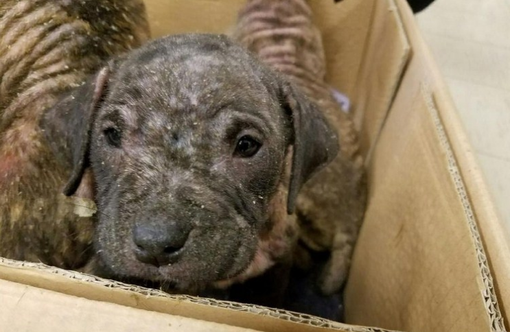 “Non la voglio. È un cane disabile. Non voglio complicarmi la vita. Che ci faccio con un cane sordo?” Erano queste le risposte che ricevevo quando cercavo di far adottare Rosie… Ma, alla fine, mi è venuta un’idea geniale… sapevo come far uscire questa dolcissima cagnolina dal canile… Ero euforica!