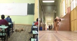 Un cane randagio si intrufola in una scuola, in cerca di un riparo. Quello che hanno fatto gli studenti, ha fatto il giro del mondo, lasciando tutti a bocca aperta..
