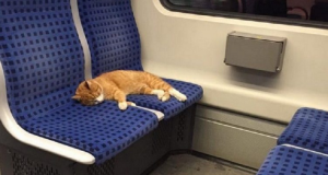 Il gatto dormiva tranquillo sul sedile della metropolitana, non badava alle persone che salivano e scendevano, ma un uomo decise di fargli una foto e postarla su fb. 30.000 condivisioni dopo, si scopre la bizzarra storia del gatto misterioso…