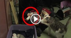“Voglio ringraziare lo stupido che ha tinto la mia gattina oggi.Sto cercando di restare calma, ma dentro di me mi ribolle il sangue al pensiero…