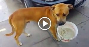 Nonostante il terribile momento che sta attraversando la popolazione del Perù, qualcuno riesce a strappare qualche sorriso tra la gente: un cagnolino si mette in fila con il suo secchiello, per avere un po’ d’acqua.