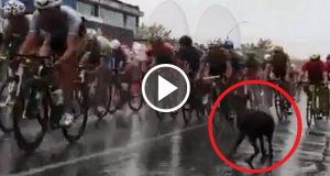 Durante una corsa ciclistica, un povero cagnolino ha attraversato la strada ignaro del pericolo. Il cane ne è uscito lievemente ferito ma ciò che è successo dopo ci ha lasciati allibiti e senza parole.