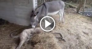 Stavo dando da mangiare alle galline quando ho sentito un rumore. Era un cucciolo che guaiva e che, sicuramente, avevano appena abbandonato. L’ho preso e stavo per portarlo al rifugio ma qualcosa dentro di me mi diceva di non andare via e di cercare nei dintorni. L’ho fatto e, poco dopo, ho avuto una spiacevole sorpresa: per terra, davanti a me ch’era un sacco