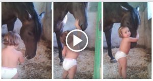 La bambina viene presentata al nobile e possente animale, la reazione del cavallo vi scioglierà il cuore…Immagini di pura dolcezza!