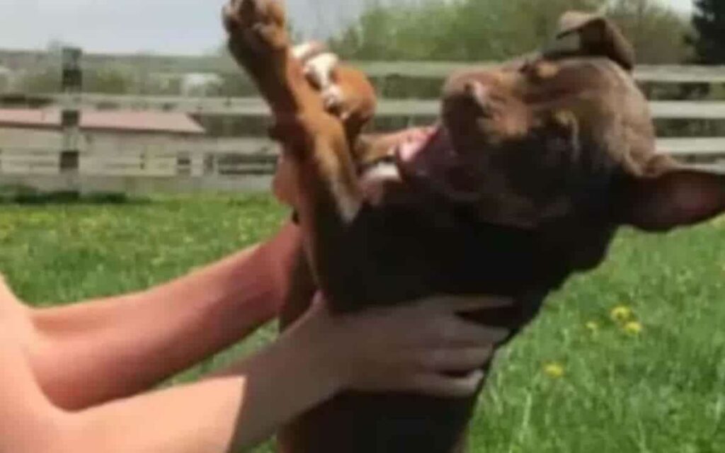 Voleva una foto indimenticabile con il suo cane in uno dei giorni più belli della sua vita