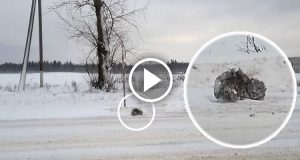 In questo posto meraviglioso potrete fare le coccole a più di 500 gatti. È un vero e proprio “paradiso felino”, ve ne innamorerete!