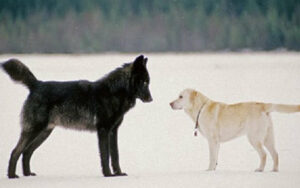 Un lupo selvatico incontra un labrador e nasce un amicizia fuori dagli schemi