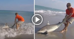 Un uomo trascina fuori dall’acqua uno squalo, scoppiano le polemiche. Ma attenzione, prima di indignarvi guardate cosa è successo dopo e resterete a bocca aperta.