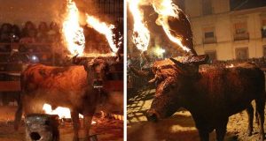 Tengono il toro in un box, senza cibo né acqua, né aria. Quando aprono la prigione, l’animale vede la luce e pensa di correre verso la libertà. Invece lo aspettano ore di agonia; la chiamano “tradizione”. FIRMATE la petizione per fermare questa tortura!