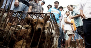Festival dello Yulin – Nonostante il divieto, realizzeranno ugualmente il ripugnante Festival di carne di cane. Ma cosa sta succedendo?.