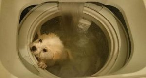 Posta questa foto su Facebook con scritto: “un modo veloce di lavare il cane. Immergere lavare e asciugare.”