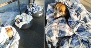 Questi tre cani randagi, stavano morendo di freddo in una stazione degli autobus. Ciò che hanno fatto i dipendenti per salvarli, ha commosso il web e si spera siano di esempio per tutti.