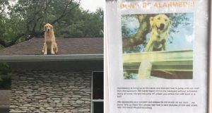 Vede un cane sul tetto di una casa. Preoccupata per l’animale, decide di suonare per avvisare i proprietari, quando nota un cartello sul cancello e scoppia a ridere. Quello che c’era scritto ha già fatto il giro del web.