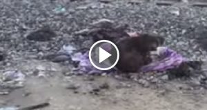 Una piccola leonessa abbandonata, stava morendo di fame, era sola. Un uomo la salva e il loro rapporto diventa unico e indissolubile. Adesso è arrivato il momento di…