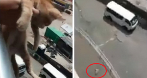 Studenti lanciano un gatto nel vuoto per sapere “come ci si sente ad uccidere un gatto”.