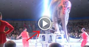 L’elefante cade da una certa altezza, durante lo spettacolo del circo. La reazione degli altri pachidermi ha commosso migliaia di persone.