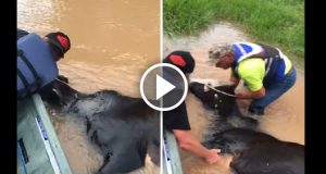 Dopo una terribile alluvione, trovano una mucca esausta che sta annegando. La tengono per la testa, così che resti fuori dall’acqua e per un ora la trascinano fino alla riva. Quando la mucca tocca terra non si può fare altro che commuoversi.