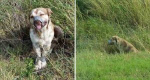 Lo hanno gettato in un fossato con il muso e le zampe legate con del nastro adesivo. Il cucciolone non ha mai smesso di ringraziare gli uomini che lo hanno salvato.