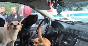 “Ci hanno chiesto di intervenire per liberare dei cani che erano rinchiusi in una macchina sotto il sole, ma quando abbiamo aperto l’auto ci siamo ritrovati di fronte ad una situazione impensabile: 22 cani giacevano fra gli escrementi ed il calore soffocante.”