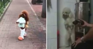 Negli ultimi giorni, stanno girando per il web molti video con cani che camminano in posizione perfettamente eretta, la nuova stupida moda cinese. Ecco quali atrocità si nascondono dietro questi video. Fermiamo questa assurdità.