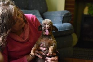 “Sono morto oggi”… la commovente lettera di un cane al suo proprietario che l’ha abbandonato