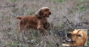 Milano:”Ho sentito le grida, sono corso sul posto e ho visto un’uomo a terra che veniva azzannato da un cane e una donna immobile, in stato di shock. Appena ho gridato contro l’animale, ha mollato subito la presa ma subito dopo è stato come ricevere una mattonata in testa…”