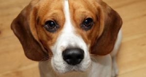 “Ho visto che lo trascinava per il collare… il povero cane era inerme… mi sono messa ad urlargli contro e mi ha spinto dicendomi di non impicciarmi. Allora io…”