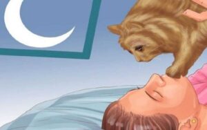 I vostri gatti vengono sempre a dormire nel lettone con voi? Ecco le 3 ragioni per cui lo fanno!