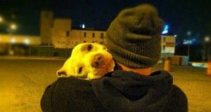 Abbiamo offerto uno stallo al povero Kobe… ci avevano detto che era triste e depresso in canile e che si stava lasciando andare. Ma quando è arrivato a casa qualcosa è successo al cane. Nessuno è riuscito a capire cosa è scattato nella sua testa ma appena ha messo il piede dentro la nostra macchina Kobe ha cominciato…