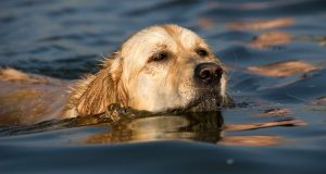 “Un attimo prima ero sugli scogli poi mi sono ritrovata in mare, mi sentivo male e non riuscivo a stare a galla. Ho sentito un cane abbaiare e poi credo di essere svenuta. Mi sono risvegliata sulla spiaggia e a fianco a me c’era il mio salvatore: il cane”