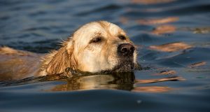 “Facevo una nuotata con il mio cane quando all’improvviso è scomparso. Lo cercavo nell’acqua senza risultati e più passavano i minuti più temevo il peggio. Ero ormai in lacrime quando ho contattato i soccorsi, ma non mi aspettavo una risposta simile da parte loro.”