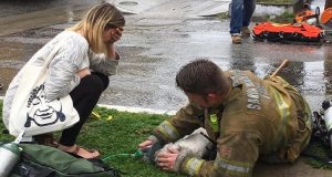 “Ho tirato fuori il cane dall’incendio ma ormai non respirava più. La proprietaria, ha capito che l’animale era morto ed è scoppiata a piangere disperata. Mi è dispiaciuto e anche se sapevo che c’era poco da fare, ho tentato di rianimarlo in ogni modo, è stato allora…”