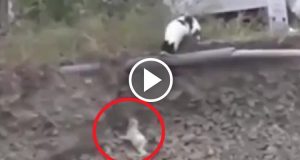 Chi ha detto che i gatti sono freddi e menefreghisti? In questo filmato un cane resta incastrato tra le rocce, quello che fa il gatto ha lasciato il web a bocca aperta.