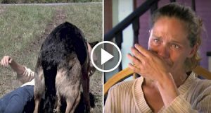 Ce l’abbiamo messa tutta ma non ce l’ha fatta il micio paralizzato abbandonato a Trieste vicino ad un bidone della spazzatura! Un’altra triste pagina, tutta italiana, sugli abusi sui nostri amati pelosetti. Vogliamo il colpevole, aiutateci a trovarlo…