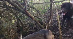 Stavano passeggiando in una posto tranquillo, quando il cane è diventato nervoso, fiutava di continuo, e poi senza dare retta alla sua umana si è messo a correre: “L’ho raggiunto e ho visto quella povera creatura innocente, giaceva a terra immobilizzata con dei lacci di ferro”