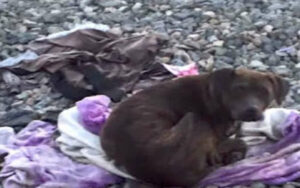 Per 2 settimane la cagnolina è rimasta vicina al corpo senza vita del suo compagno