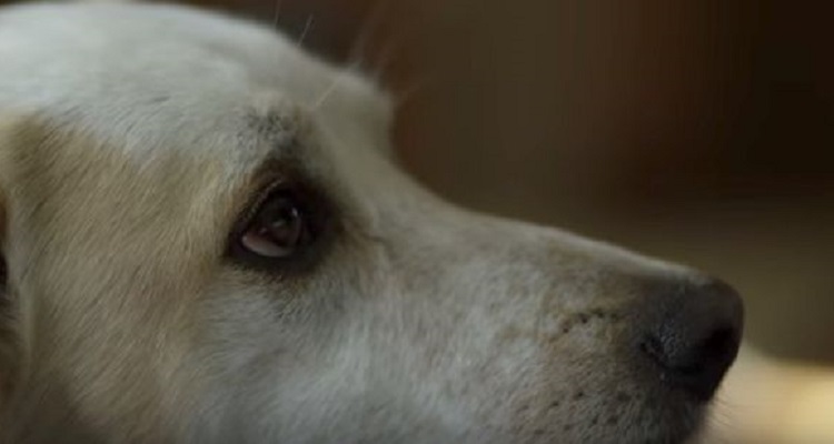 Un veterano di guerra adotta un cane che nessuno voleva. Un anno dopo gli scrive una lettera