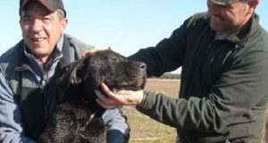 Brindisi – Qualcuno ha gettato un cane in un pozzo e ha successivamente murato l’apertura. L’animale piangeva e gridava disperato quando due cacciatori hanno udito i lamenti.